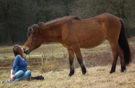 Girl horse like mammal mare Photo