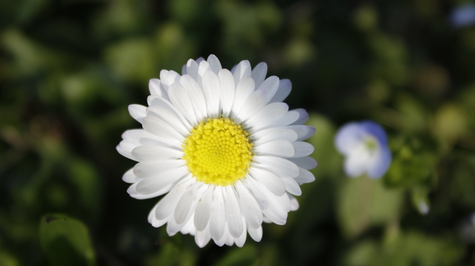 Bunga aster hijau alam