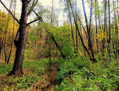 Photo Automne forêt ruisseau paysage