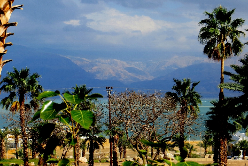 Israel dead sea mountains trees