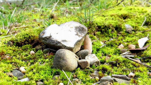 Nature stone love Photo