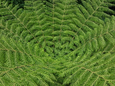 Photo Fougère
 vert arbre usine