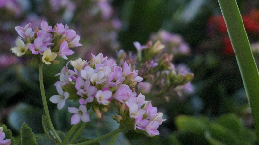 花 自然 植物 叶子 照片