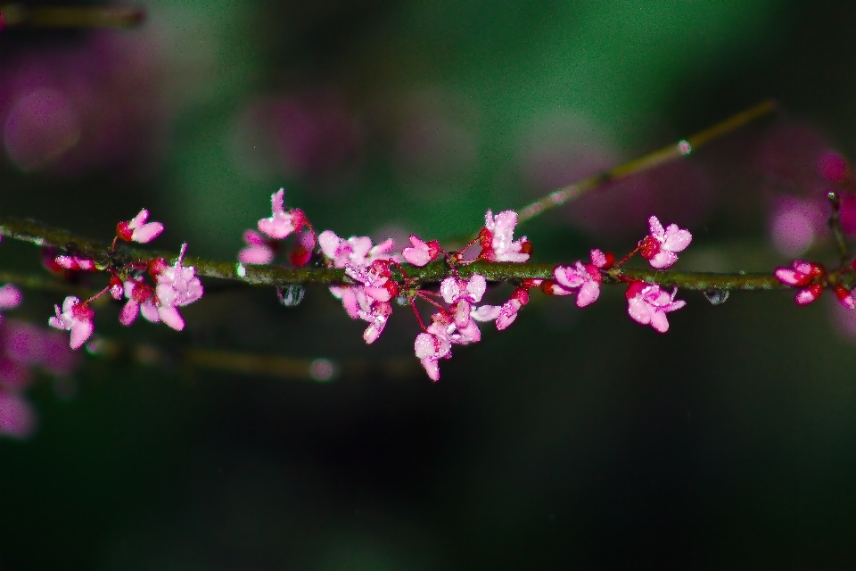 Flor rosa florescer flora