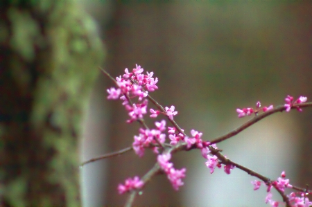 花 ピンク 植物 フローラ 写真