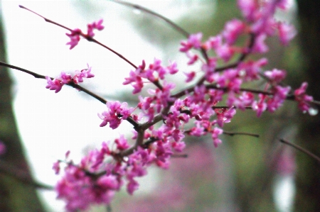 花 ピンク 植物 ブランチ 写真