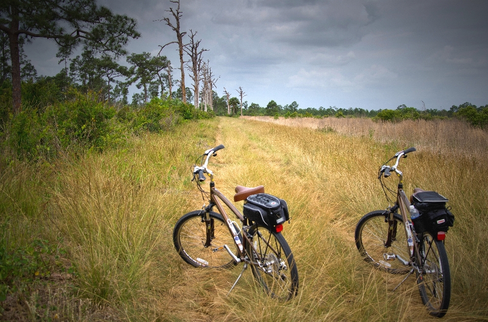 Nature woods bikes bicycles