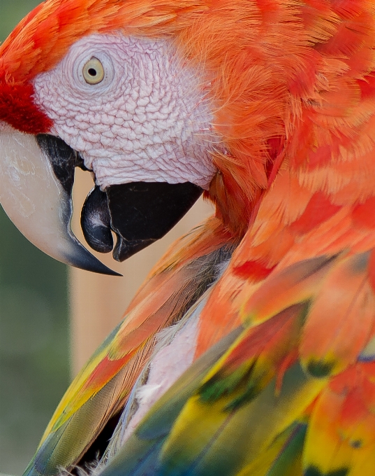 Oiseau volière ara perroquet