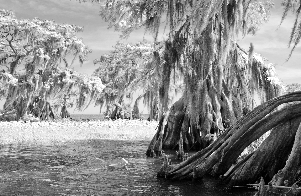 Cyprès
 des arbres eau marais