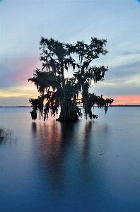 Florida cypress tree sunset water Photo