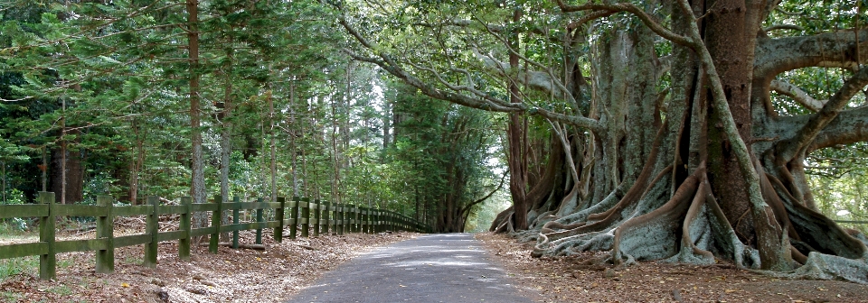 Landscape trees green shady