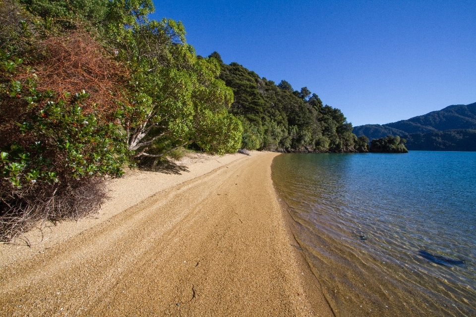 Landscape beach water trees