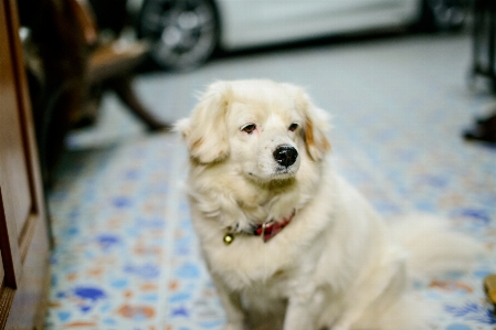 Foto Cane come mammifero
 di razza
 gruppo razza canina
