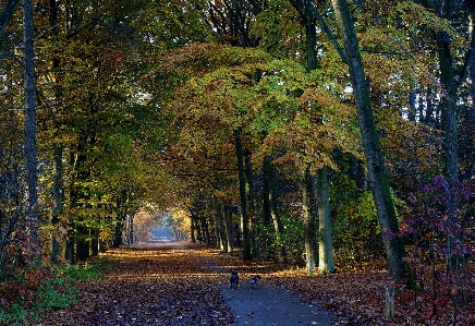 Tree nature woodland leaf Photo