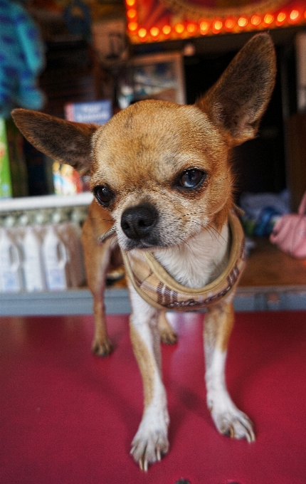 Engraçado cachorro cão como mamífero
 raça de cachorro
