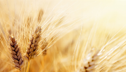 Wheat food grain grass family cereal Photo