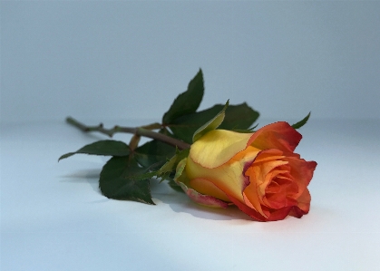 Single rose multicolour flower Photo