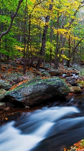 Forest water stream nature Photo