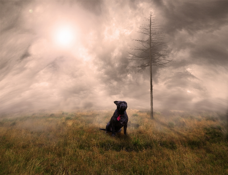 Cane campo albero nebbia