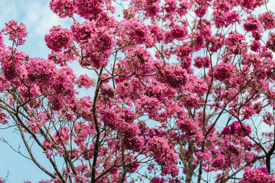 Flower pink plant spring