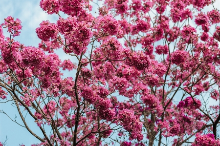 Flower pink plant spring Photo