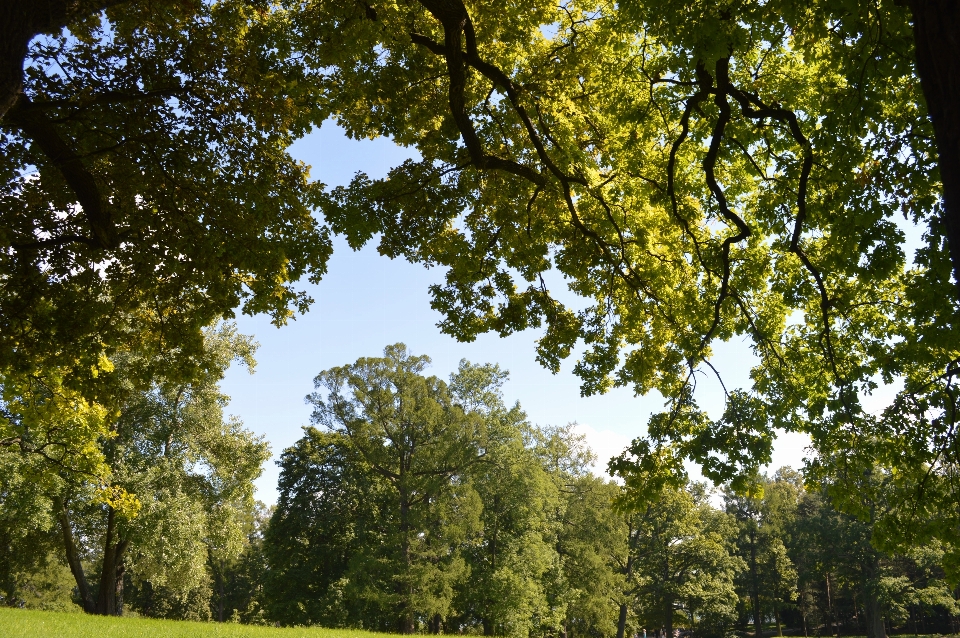 Tree nature sky leaf