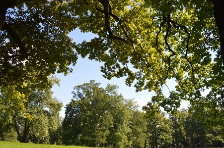 Tree nature sky leaf Photo