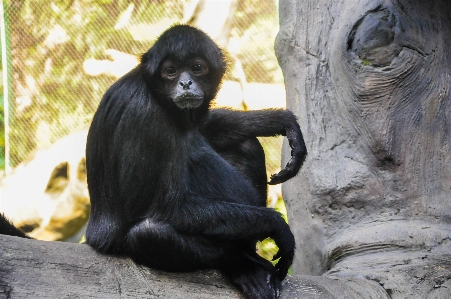 カリ
 母親 ape 猿 写真