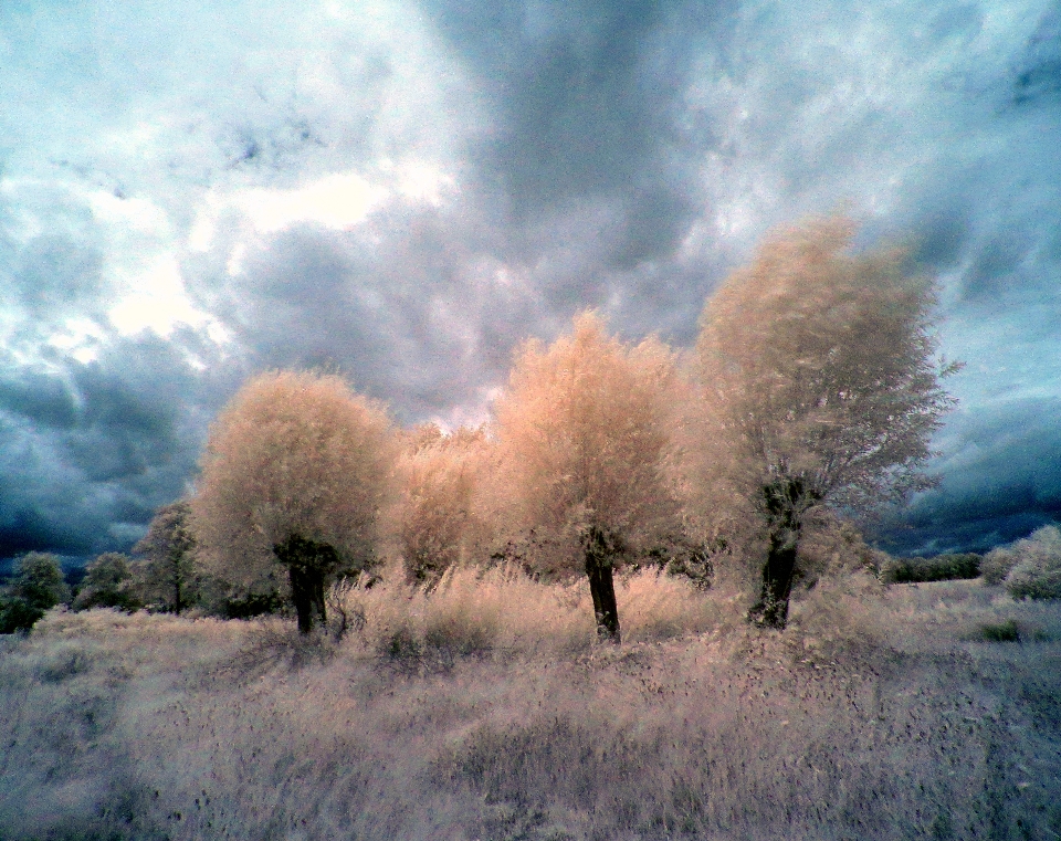 Infrarot baum wolken himmel