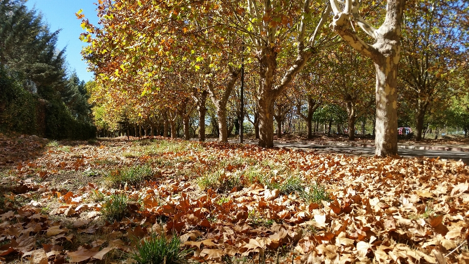 Natura foglie alberi albero