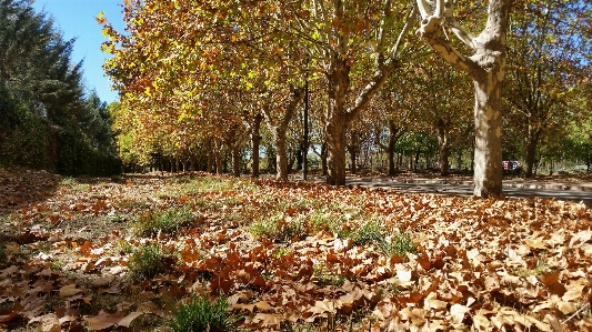 Nature leaves trees tree Photo