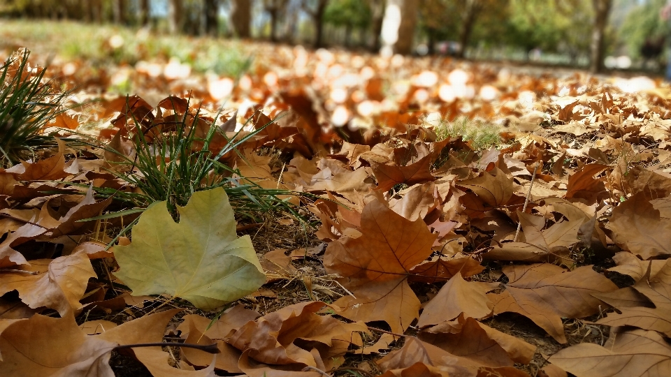 Natura liście drzewa drzewo