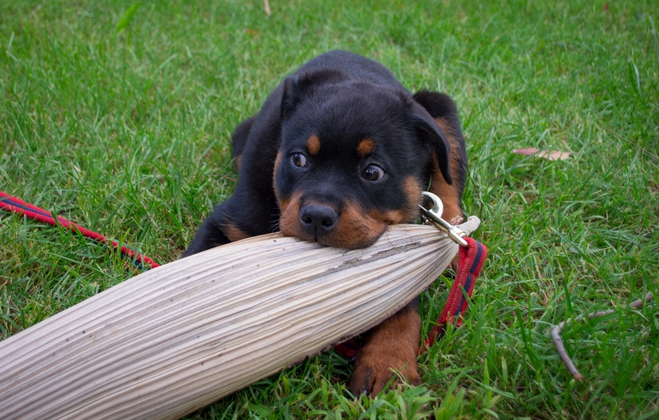 Cachorro rottweiler
 filhote de bonitinho