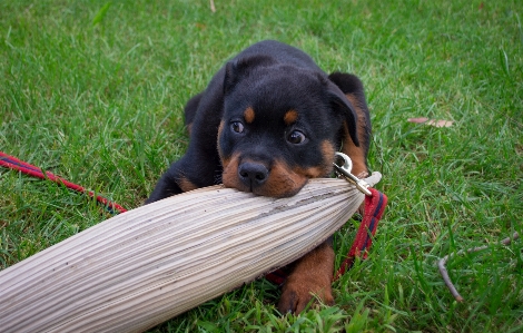 Dog rottweiler puppy cute Photo