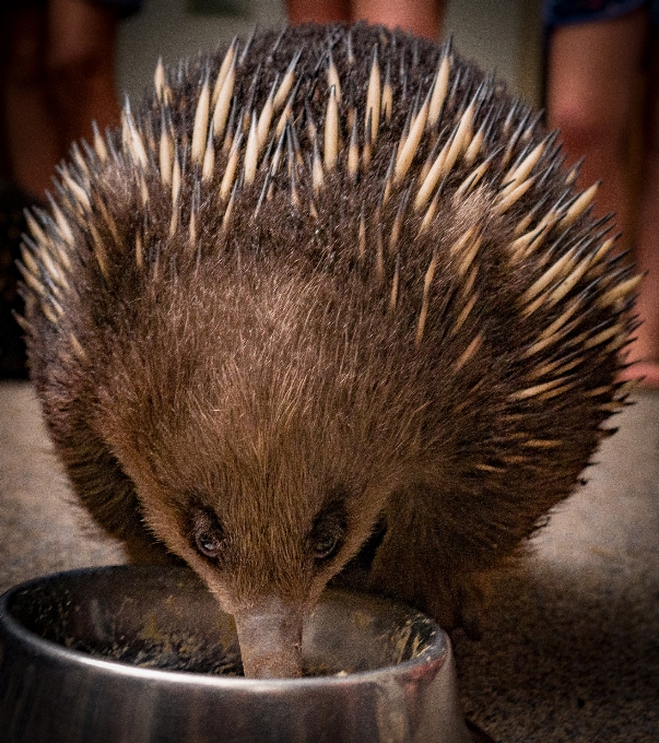 Uroczy echidna
 stekowiec
 udomowiony jeż
