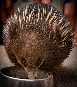 Cute echidna monotreme domesticated hedgehog Photo