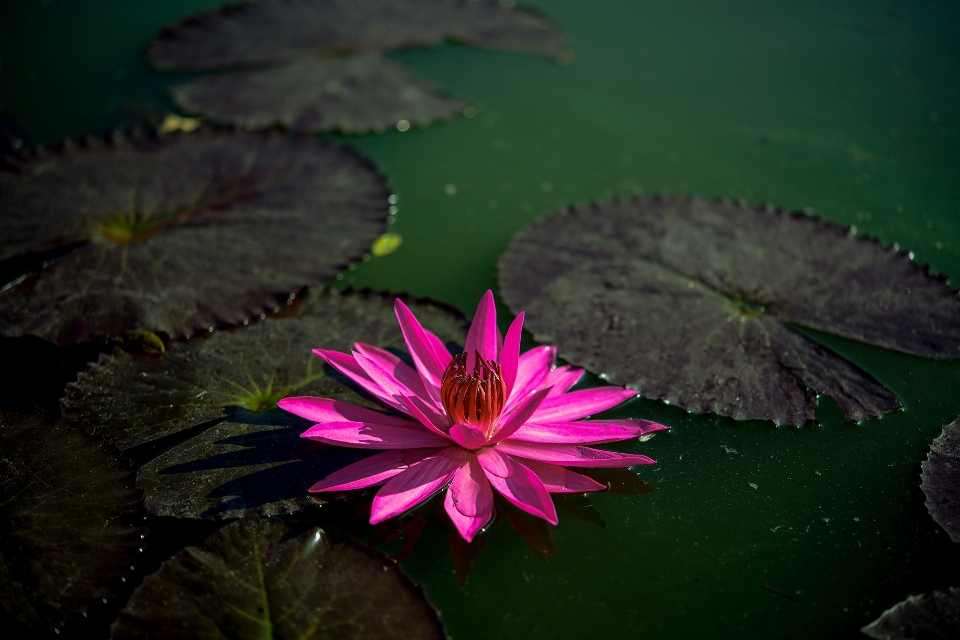 Lotus blume flora wasser