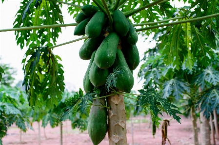 Green papaya fruit plant Photo