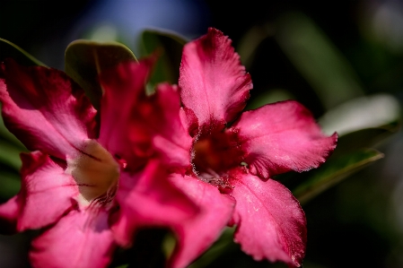 Foto Flor rosa flora plantar