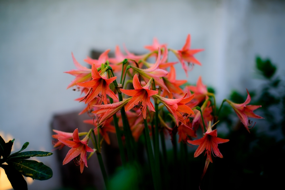 Flower flora plant flowering