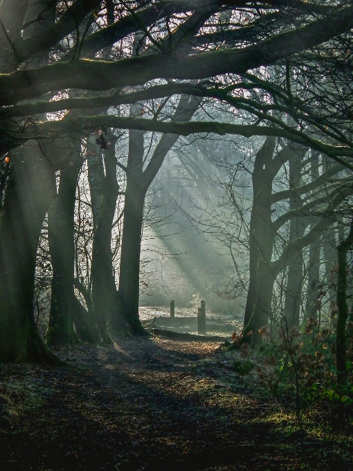 Morning sun forest woodland