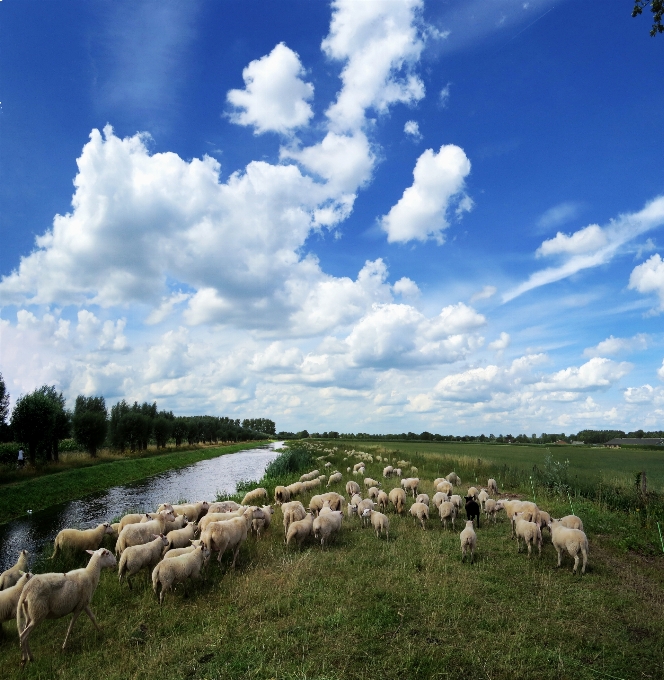 Sky dutch sheep water