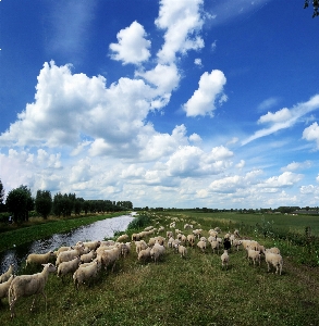 Foto Céu holandês ovelha água