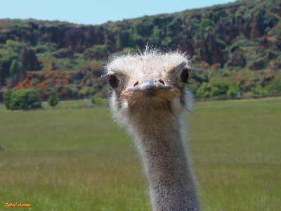 Animal ave avestruz ostrich Photo