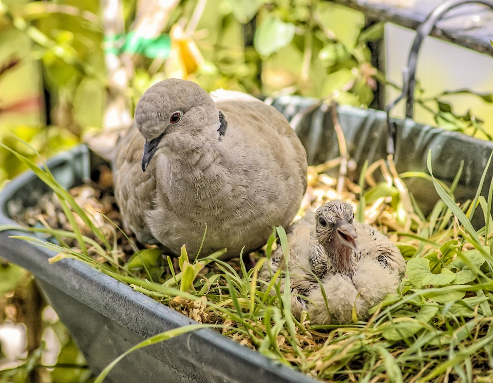 自然 動物 鳥 キジバト
