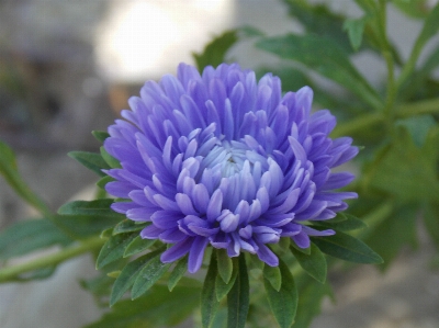 アストラ
 花 アスター
 植物 写真