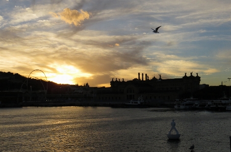 Mew gull sea barcelona Photo