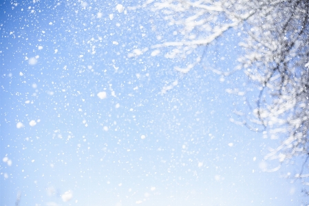 Schnee flocken baum himmelblau
 Foto