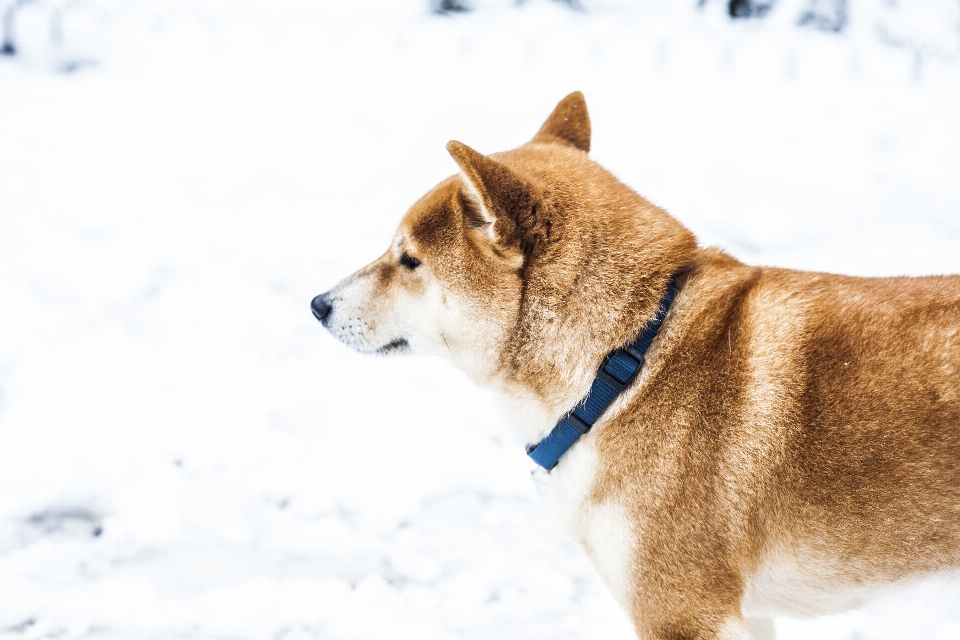 Cane inverno nevicare bianco