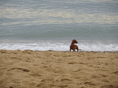 Foto Cachorro mar praia água